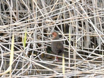 Ruddy-breasted Crake Tokyo Port Wild Bird Park Thu, 12/28/2023