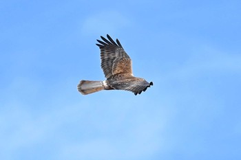 チュウヒ 稲敷市甘田干拓 2023年12月18日(月)