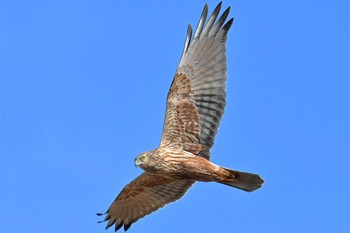 チュウヒ 稲敷市甘田干拓 2023年12月18日(月)