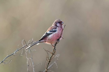 Siberian Long-tailed Rosefinch 海上の森 Fri, 12/29/2023