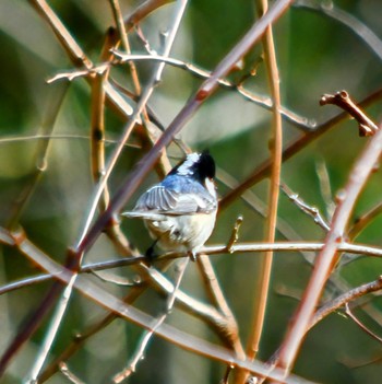 Coal Tit 愛知県設楽町 Thu, 12/28/2023