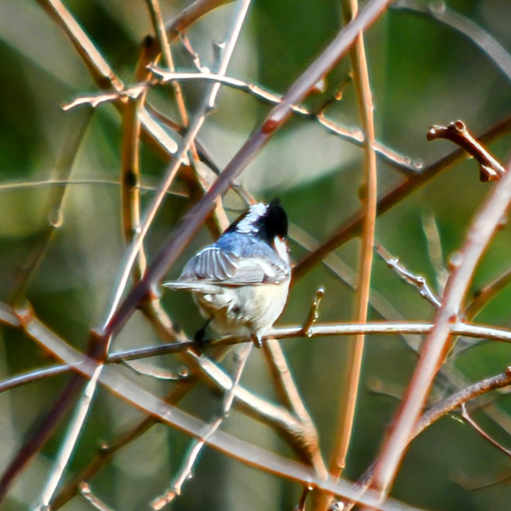 Photo of Coal Tit at 愛知県設楽町 by Bado