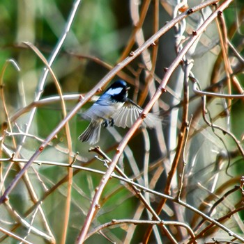 Coal Tit 愛知県設楽町 Thu, 12/28/2023