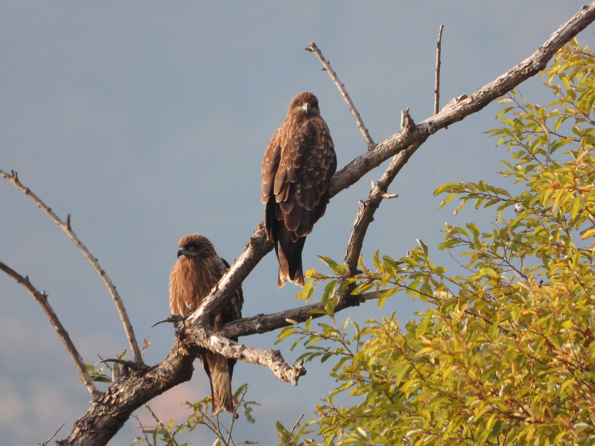 Photo of Black Kite at 湖北野鳥センター by ひよひよ