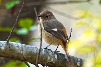 2023年12月29日(金) 馬見丘陵公園の野鳥観察記録