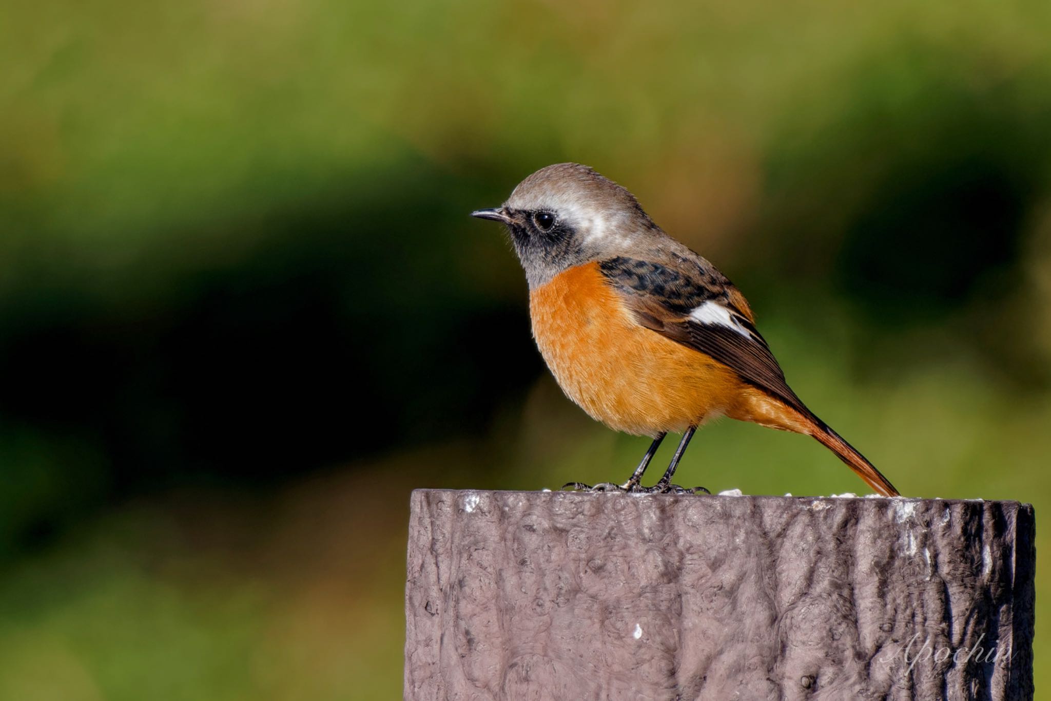 Daurian Redstart