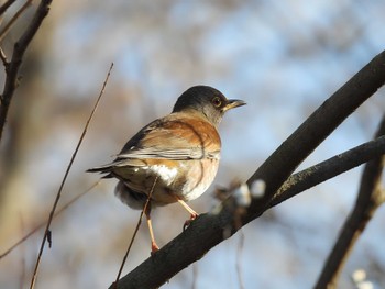 シロハラ 湖北野鳥センター 2023年12月28日(木)