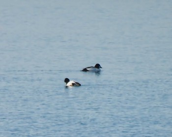 ホオジロガモ 湖北野鳥センター 2023年12月28日(木)