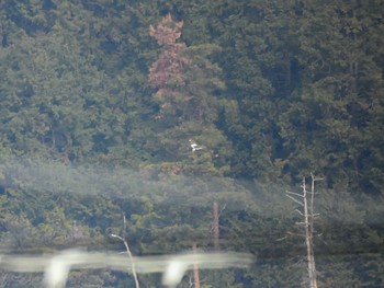 オオワシ 湖北野鳥センター 2023年12月28日(木)