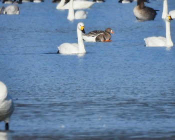 Greater White-fronted Goose 湖北野鳥センター Thu, 12/28/2023