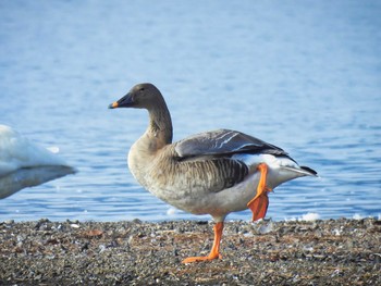 ヒシクイ 湖北野鳥センター 2023年12月28日(木)