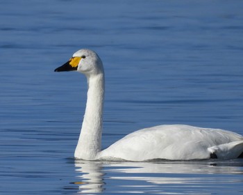 コハクチョウ 湖北野鳥センター 2023年12月28日(木)