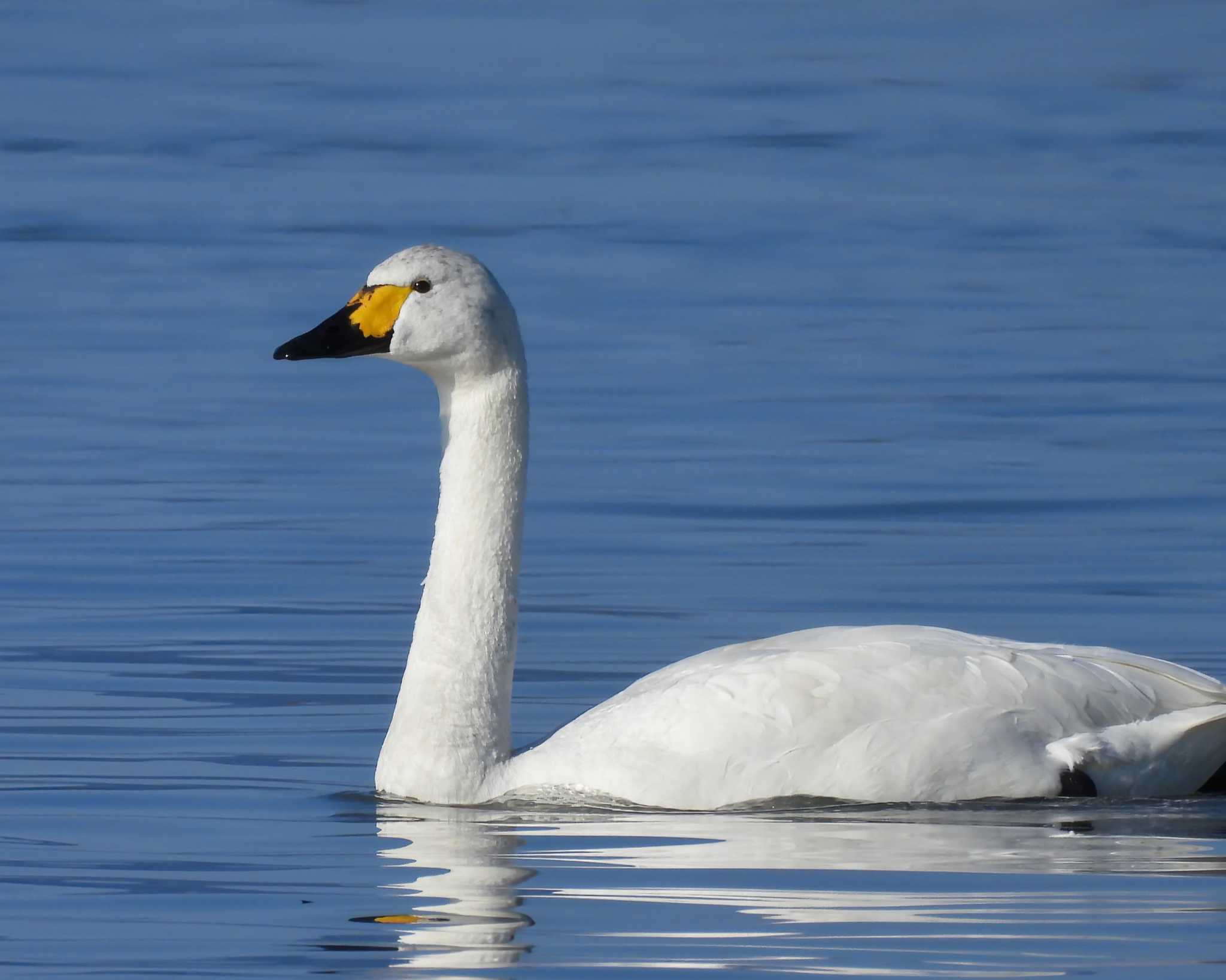 Photo of Tundra Swan at 湖北野鳥センター by nｰ notari