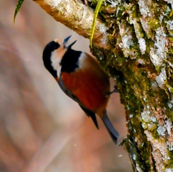 Varied Tit 愛知県設楽町きららの森 Thu, 12/28/2023