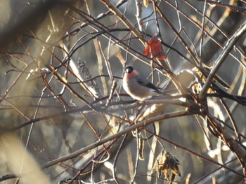 Fri, 12/29/2023 Birding report at Hayatogawa Forest Road