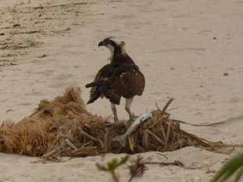 Osprey Yoron Island Wed, 10/24/2018