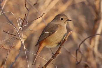 ジョウビタキ 国営木曽三川公園  2023年12月28日(木)