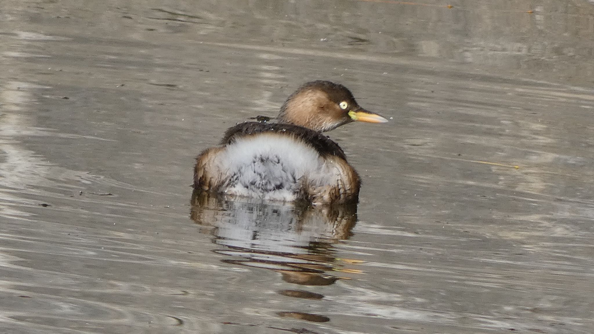 Little Grebe