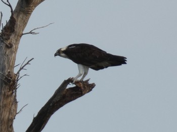 Osprey Yoron Island Fri, 10/26/2018