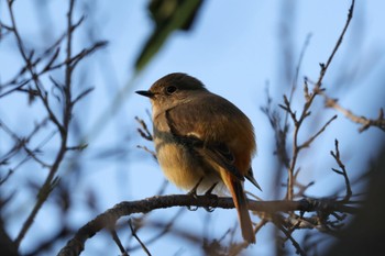 Daurian Redstart 横浜市 Fri, 12/29/2023