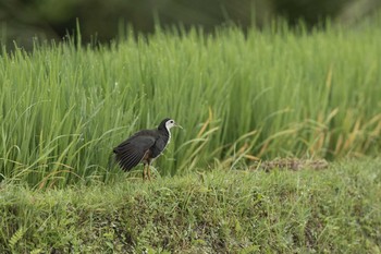 White-breasted Waterhen Ubud Mon, 10/8/2018