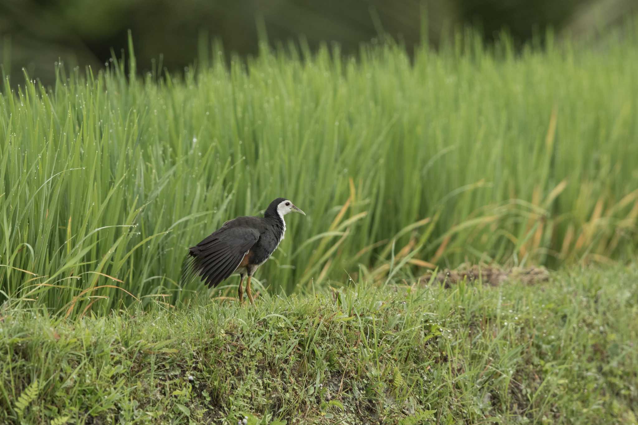 White-breasted Waterhen