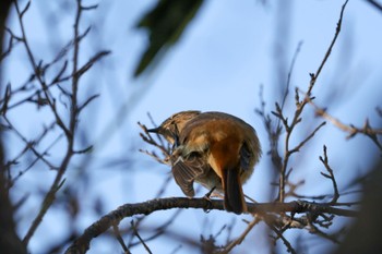 Daurian Redstart 横浜市 Fri, 12/29/2023