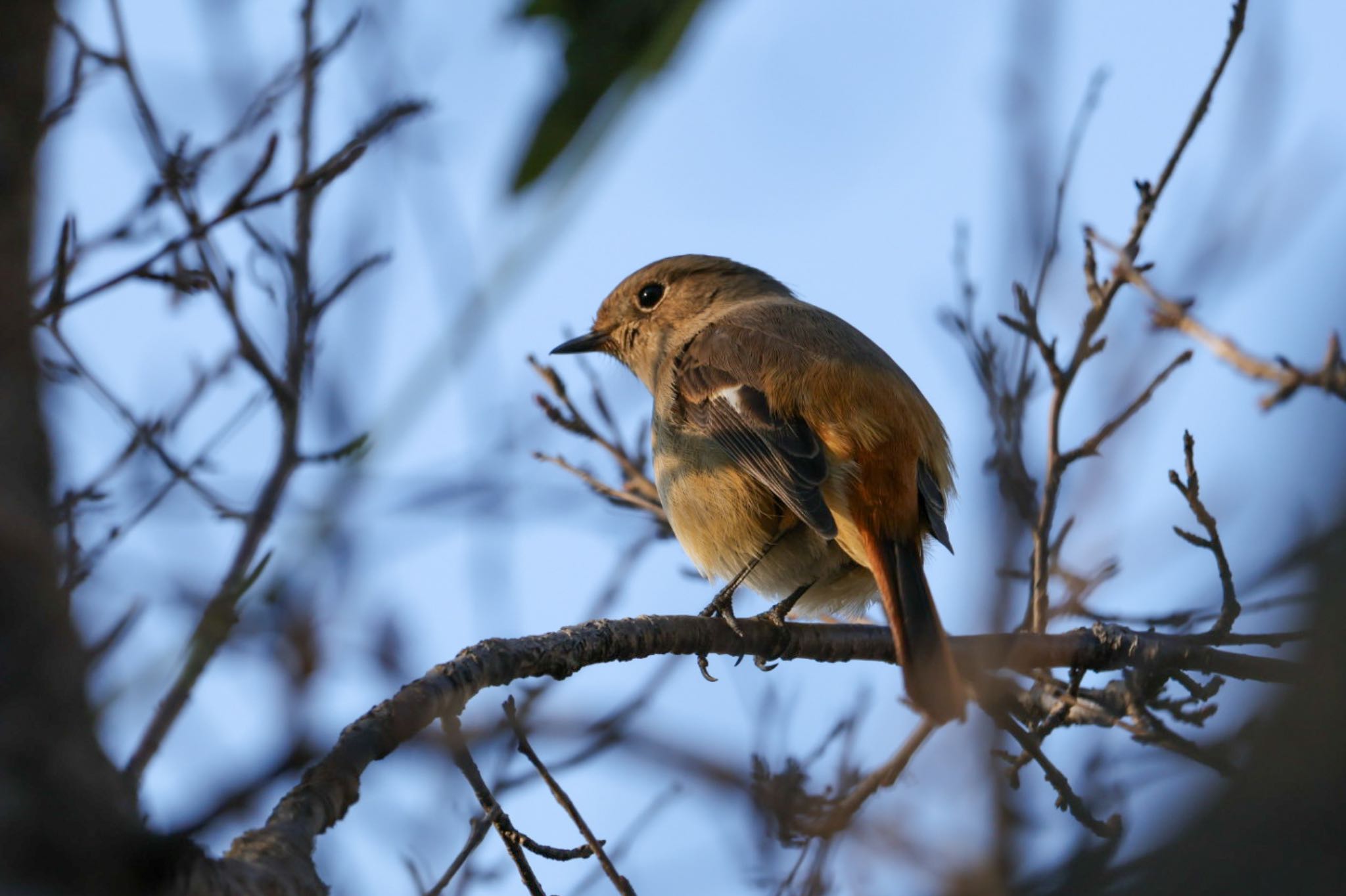 Photo of Daurian Redstart at 横浜市 by Allium