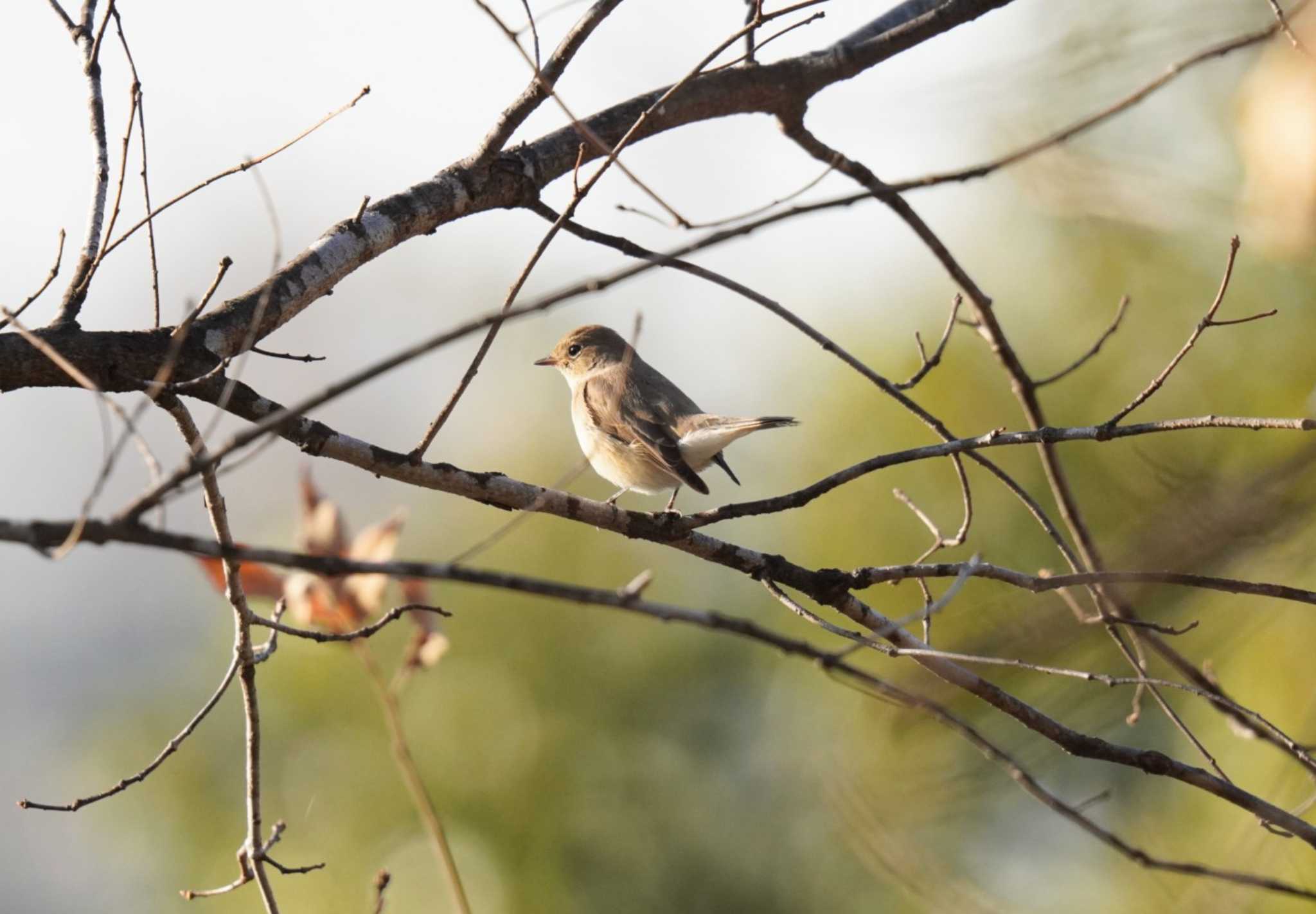 Red-breasted Flycatcher