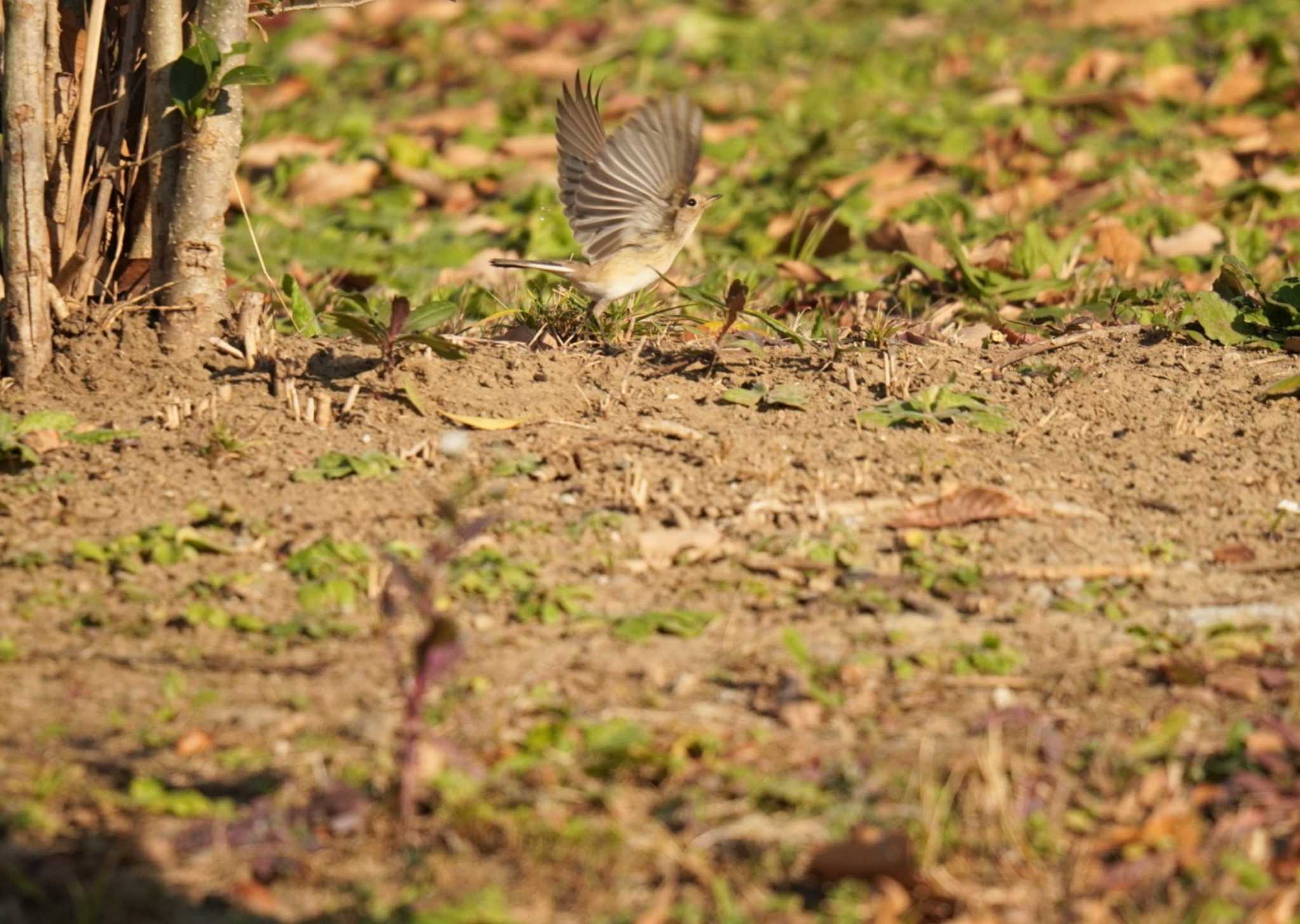 Red-breasted Flycatcher