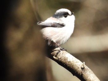 Long-tailed Tit 長良川ふれあいの森 Thu, 12/28/2023