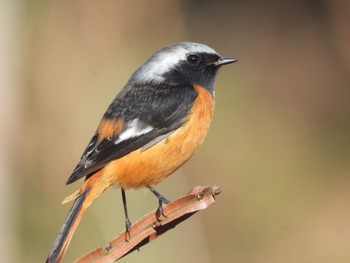 Daurian Redstart 長良川ふれあいの森 Thu, 12/28/2023