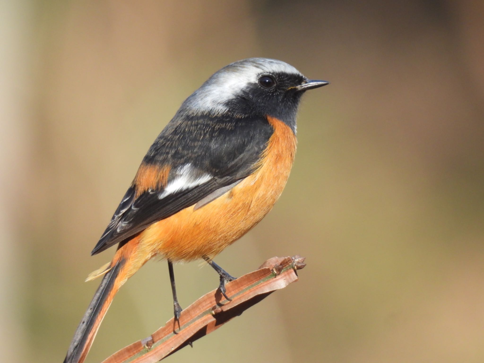 Daurian Redstart