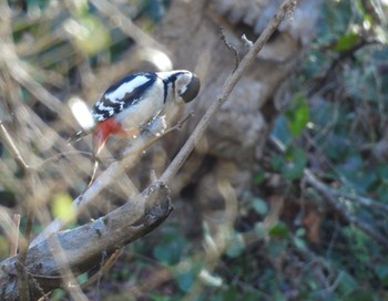 Great Spotted Woodpecker 長良川ふれあいの森 Thu, 12/28/2023