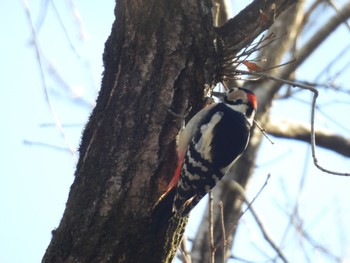 2023年12月28日(木) 長良川ふれあいの森の野鳥観察記録