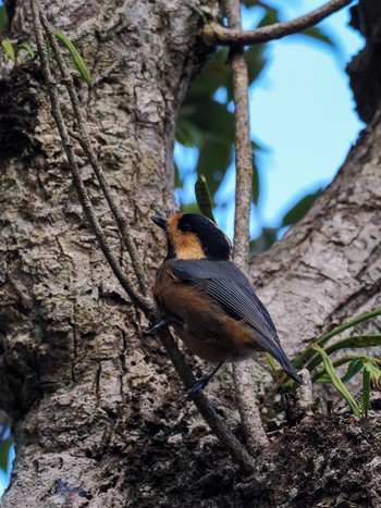 Varied Tit(amamii) Amami Nature Observation Forest Fri, 12/29/2023