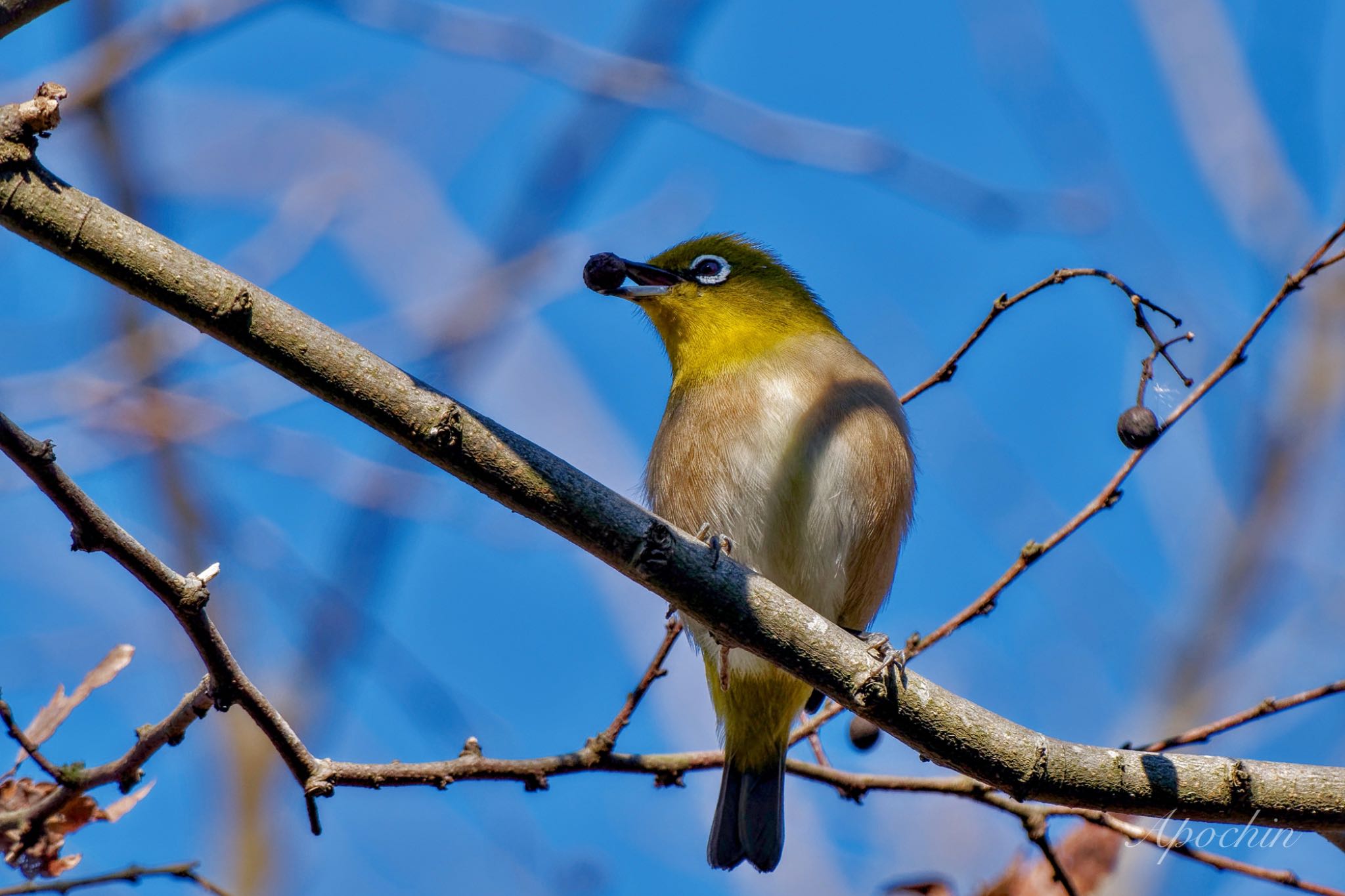 Warbling White-eye