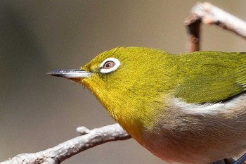 2023年12月29日(金) 洗足池(大田区)の野鳥観察記録