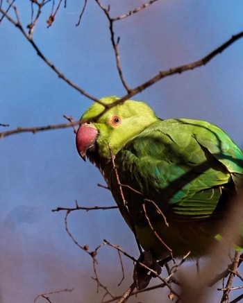 ワカケホンセイインコ 洗足池(大田区) 2023年12月29日(金)