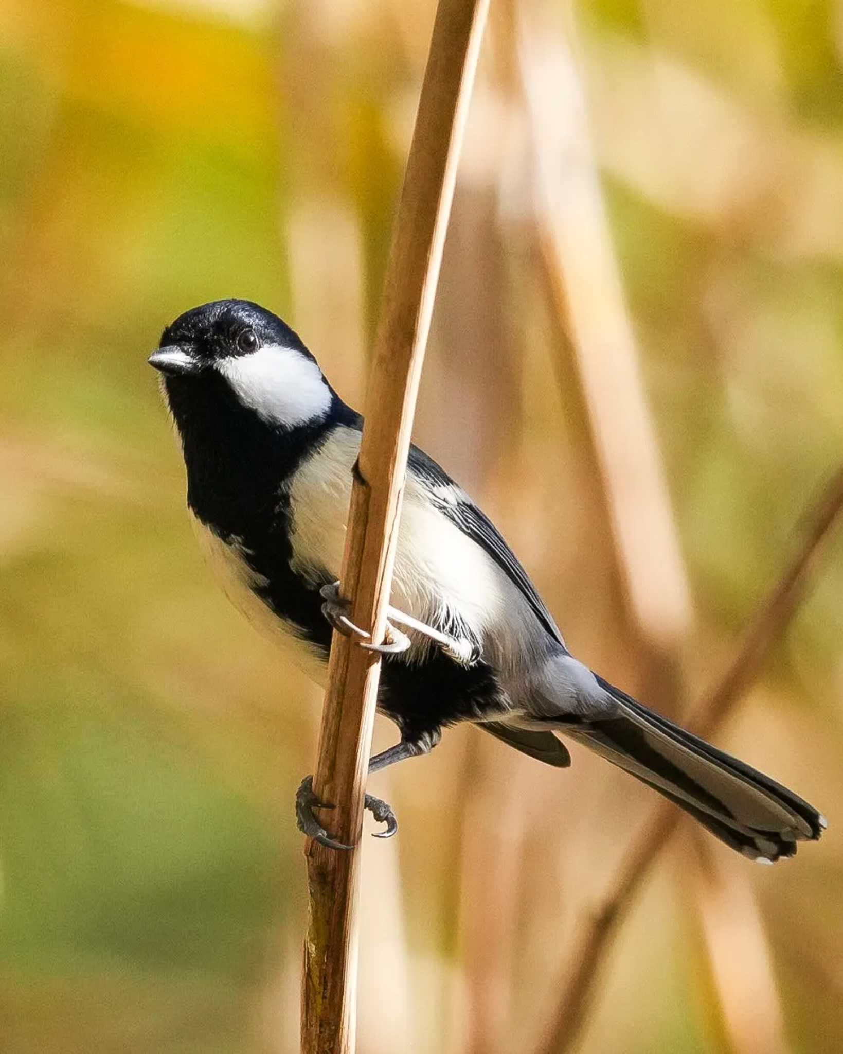 シジュウカラ