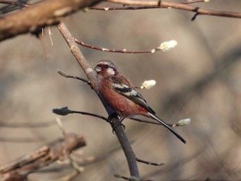 Siberian Long-tailed Rosefinch 井頭公園 Fri, 12/29/2023