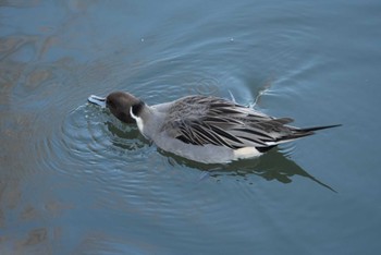 Northern Pintail 洗足池(大田区) Fri, 12/29/2023