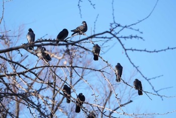 Rock Dove 洗足池(大田区) Fri, 12/29/2023