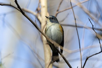 Red-flanked Bluetail Kitamoto Nature Observation Park Fri, 12/29/2023