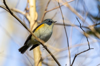 Red-flanked Bluetail Kitamoto Nature Observation Park Fri, 12/29/2023