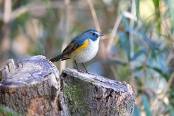 Red-flanked Bluetail Kitamoto Nature Observation Park Fri, 12/29/2023