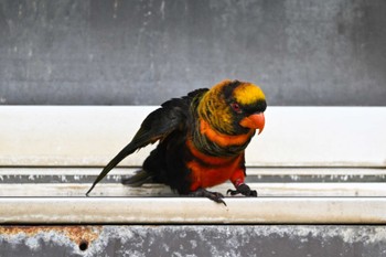 Dusky Lory