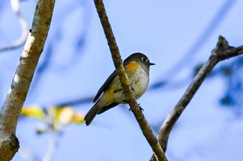 Red-flanked Bluetail 館山野鳥の森 Fri, 12/29/2023