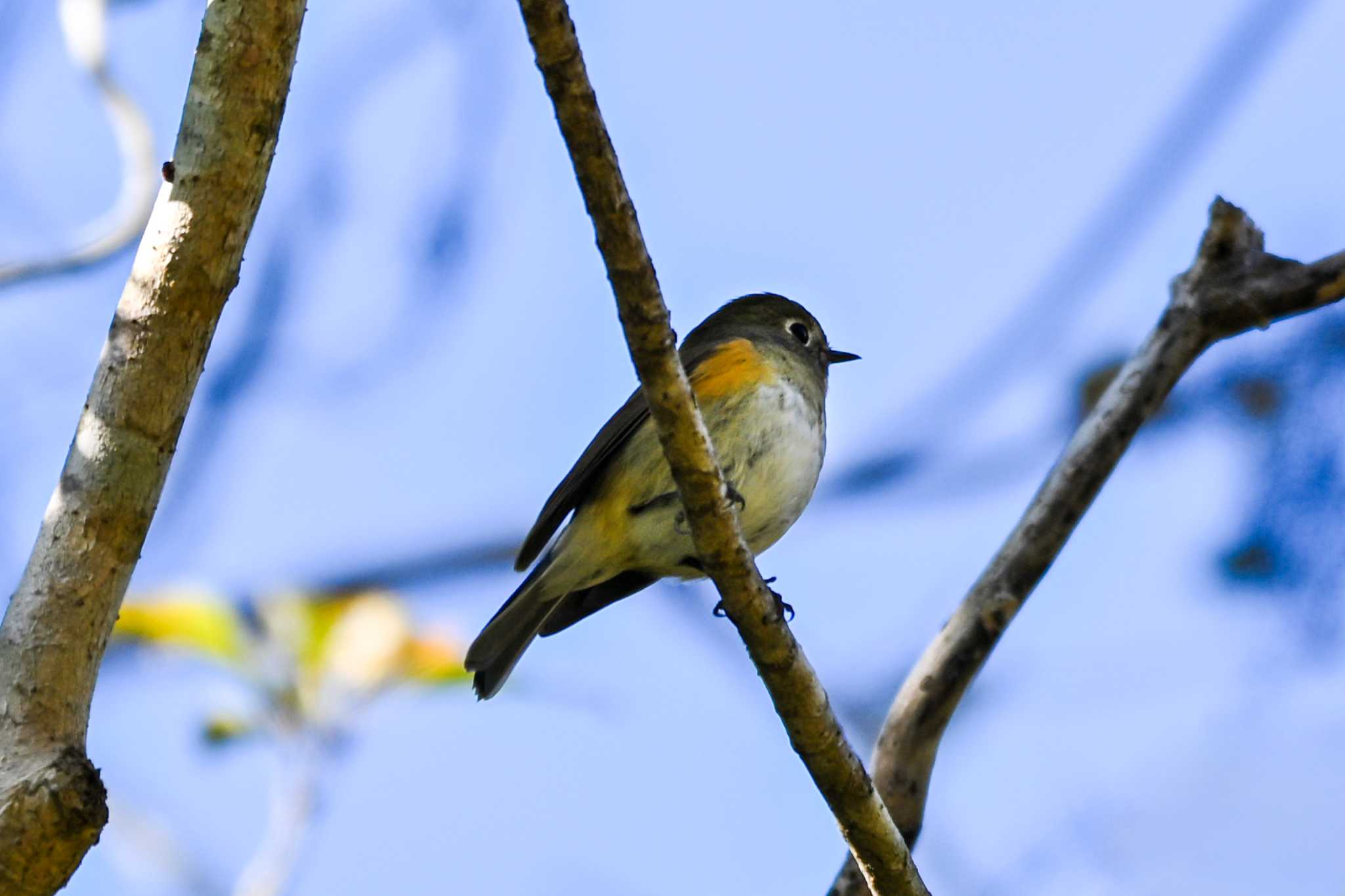 Red-flanked Bluetail