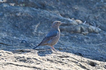 イソヒヨドリ 野島崎灯台 2023年12月29日(金)